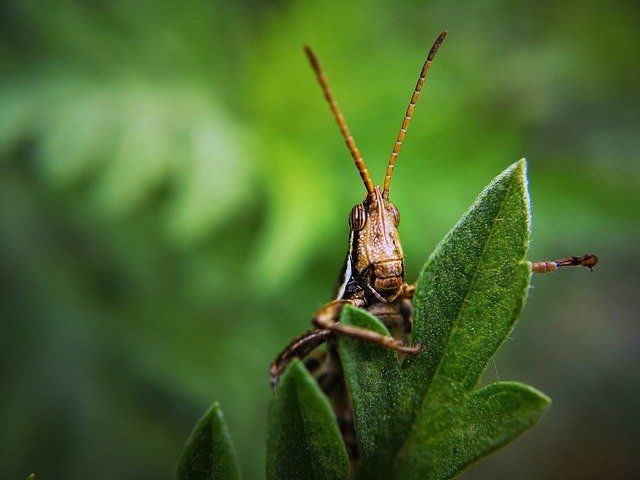 repas insecte