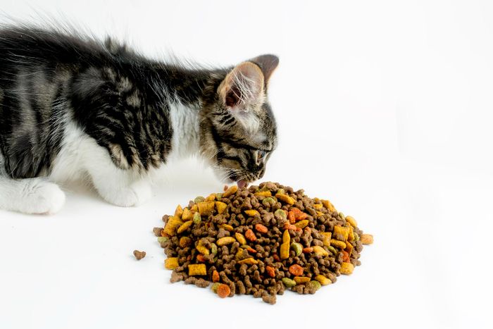 chat-nourriture-sante